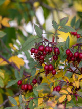 Rosa glauca, Hechtrose, Rotblatt-Rose, Blaue Hechtrose im Onlineshop der Bohlken Baumschulen
