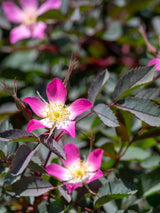 Rosa glauca, Hechtrose, Rotblatt-Rose, Blaue Hechtrose im Onlineshop der Bohlken Baumschulen