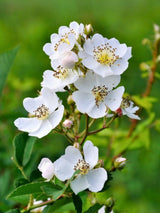 Rosa multiflora Vielblütige Rose, Büschel-Rose, im Onlineshop der Bohlken Baumschulen