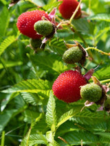Erdbeer-Himbeere | Rubus illecebrosus im Onlineshop der Bohlken Baumschulen