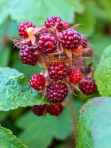 Japanische Weinbeere | Rubus phoenicolasius im Onlineshop der Bohlken Baumschulen
