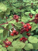 Japanische Weinbeere | Rubus phoenicolasius im Onlineshop der Bohlken Baumschulen