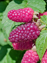 Him-Brombeere 'Tayberry Medana' | Rubus x 'Tayberry Medana' | kaufen im Onlineshop der Bohlken Baumschulen