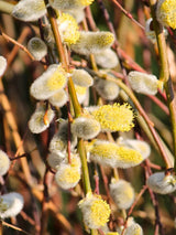 Salix caprea 'Pendula', Hängende Kätzchenweide 'Pendula' im Onlineshop der Bohlken Baumschulen