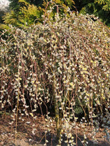Salix caprea 'Pendula', Hängende Kätzchenweide 'Pendula' im Onlineshop der Bohlken Baumschulen