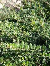 Silber-Kriechweide, Salix repens var. nitida im Shop der Bohlken Baumschulen