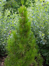 Sciadopitys verticillata, Japanische Schirmtanne im Onlineshop der Bohlken Baumschulen kaufen