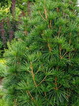 Sciadopitys verticillata, Japanische Schirmtanne im Onlineshop der Bohlken Baumschulen