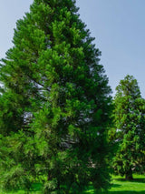 Kalifornischer Mammutbaum | Sequoiadendron giganteum im Onlineshop der Bohlken Baumschulen