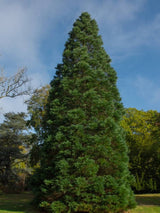 Kalifornischer Mammutbaum | Sequoiadendron giganteum im Onlineshop der Bohlken Baumschulen