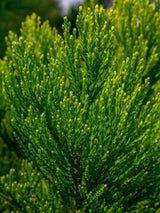 Kalifornischer Mammutbaum | Sequoiadendron giganteum im Onlineshop der Bohlken Baumschulen