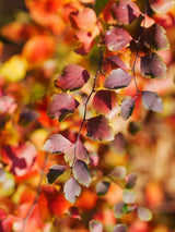 Birkenblättrige Spiere, Spiraea betulifolia im Shop der Bohlken Baumschulen