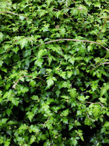 Niedrige Kranzspiere 'Crispa', Stephanandra incisa 'Crispa' im Shop der Bohlken Baumschulen