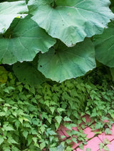 Niedrige Kranzspiere 'Crispa' am Weg, Stephanandra incisa 'Crispa' im Shop der Bohlken Baumschulen