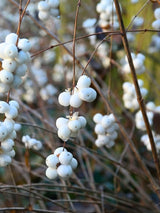 Symphoricarpos albus laevigatus, Gemeine Schneebeere im Onlineshop der Bohlken Baumschulen