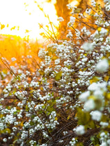 Symphoricarpos albus laevigatus, Gemeine Schneebeere im Onlineshop der Bohlken Baumschulen