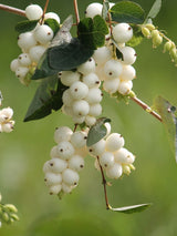 Symphoricarpos albus laevigatus, Gemeine Schneebeere im Onlineshop der Bohlken Baumschulen