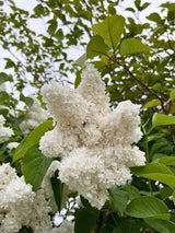Syringa vulgaris 'Mme Lemoine', Edelflieder 'Mme Lemoine' im Onlineshop der Bohlken Baumschulen