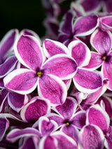 Syringa vulgaris 'Sensation', Edelflieder 'Sensation' im Onlineshop der Bohlken Baumschulen