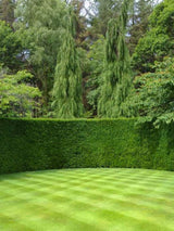 Bild von Heimische Eibe Taxus baccata im Onlineshop von Bohlken Pflanzenversand GbR