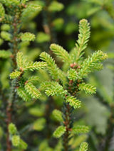 Taxus baccata 'Rushmore', Eibe 'Rushmoore' im Onlineshop der Bohlken Baumschulen