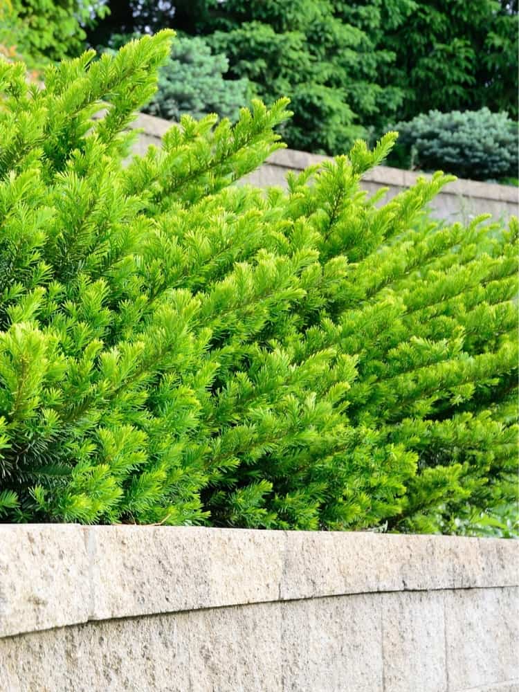 Jetzt Japanische Strauch-Eibe 'Farmen' online kaufen bei Bohlken  Pflanzenversand – Bohlken Pflanzenversand GbR