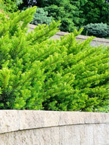 Japanische Strauch-Eibe 'Farmen' | Taxus media 'Farmen' | kaufen im Onlineshop der Bohlken Baumschulen