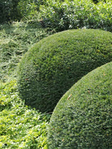Japanische Strauch-Eibe 'Farmen' | Taxus media 'Farmen' | kaufen im Onlineshop der Bohlken Baumschulen