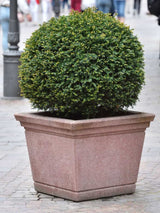 Taxus media 'Groenland', Becher-Eibe 'Groenland' im Onlineshop der Bohlken Baumschulen