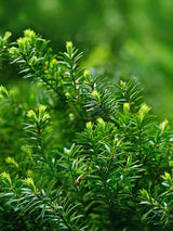 Taxus media 'Groenland', Becher-Eibe 'Groenland' im Onlineshop der Bohlken Baumschulen