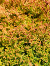 Thuja occidentalis 'Fire Chief' ®, Zwerg-Lebensbaum 'Fire Chief' ® im Onlineshop der Bohlken Baumschulen