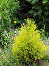 Thuja occidentalis 'Rheingold', Gold-Lebensbaum 'Rheingold' im Onlineshop der Bohlken Baumschulen