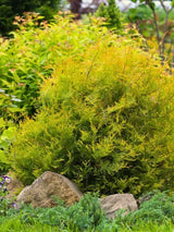 Thuja occidentalis 'Rheingold', Gold-Lebensbaum 'Rheingold' im Onlineshop der Bohlken Baumschulen