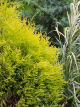 Thuja occidentalis 'Rheingold', Gold-Lebensbaum 'Rheingold' im Onlineshop der Bohlken Baumschulen