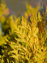 Riesen Lebensbaum '4ever Goldy' | Thuja plicata 4ever Goldy® kaufen im Onlineshop der Bohlken Baumschulen