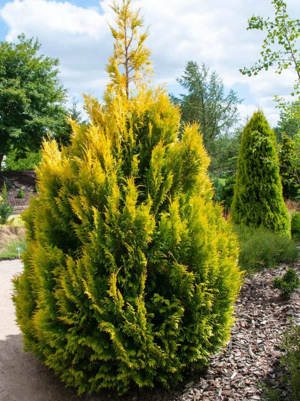 Riesen Lebensbaum '4ever Goldy' | Thuja plicata 4ever Goldy® kaufen im Onlineshop der Bohlken Baumschulen