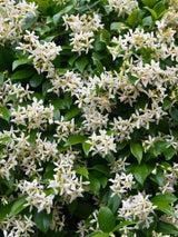 Sternjasmin, Chinesischer Sternjasmin | Trachelospermum jasminoides im Onlineshop der ohlken Baumschulen