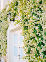 Sternjasmin, Chinesischer Sternjasmin | Trachelospermum jasminoides im Onlineshop der ohlken Baumschulen