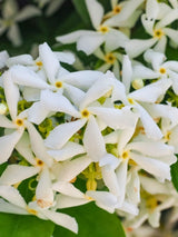 Sternjasmin, Chinesischer Sternjasmin | Trachelospermum jasminoides im Onlineshop der ohlken Baumschulen