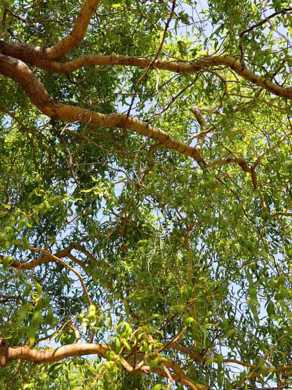 Trauerweide, Hängeweide | Salix sepulcralis 'Chrysocoma' im Onlineshop der Bohlken Baumschulen