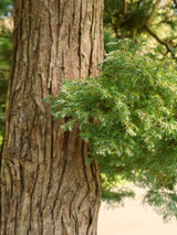Tsuga canadensis, Kanadische Hemlocktanne im Onlineshop der Bohlken Baumschulen