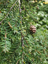 Tsuga canadensis, Kanadische Hemlocktanne im Onlineshop der Bohlken Baumschulen
