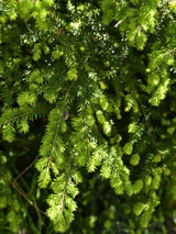 Tsuga canadensis, Kanadische Hemlocktanne im Onlineshop der Bohlken Baumschulen