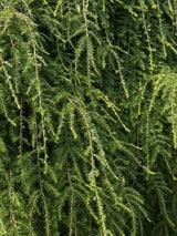 Hänge-Hemlocktanne 'Pendula' | Tsuga canadensis 'Pendula' kaufen im Onlineshop der Bohlken Baumschulen