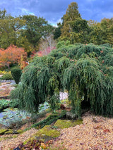 Hänge-Hemlocktanne 'Pendula' | Tsuga canadensis 'Pendula' kaufen im Onlineshop der Bohlken Baumschulen