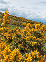 Ulex europaeus, Stechginster, Besenginster, Europäischer Ginster im Onlineshop der Bohlken Baumschulen