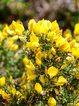 Ulex europaeus, Stechginster, Besenginster, Europäischer Ginster im Onlineshop der Bohlken Baumschulen