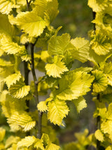 Ulmus carpinifolia 'Wredei', Goldulme 'Wredei' im Onlineshop der Bohlken Baumschulen