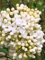 Viburnum 'Eskimo', Schneeball 'Eskimo' im Onlineshop der Bohlken Baumschulen