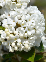 Viburnum 'Eskimo', Schneeball 'Eskimo' im Onlineshop der Bohlken Baumschulen